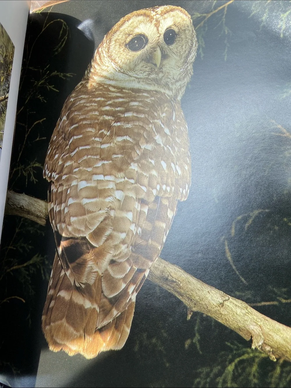 Bird birds Audubon Living World of Audubon art photography book Nature wildlife